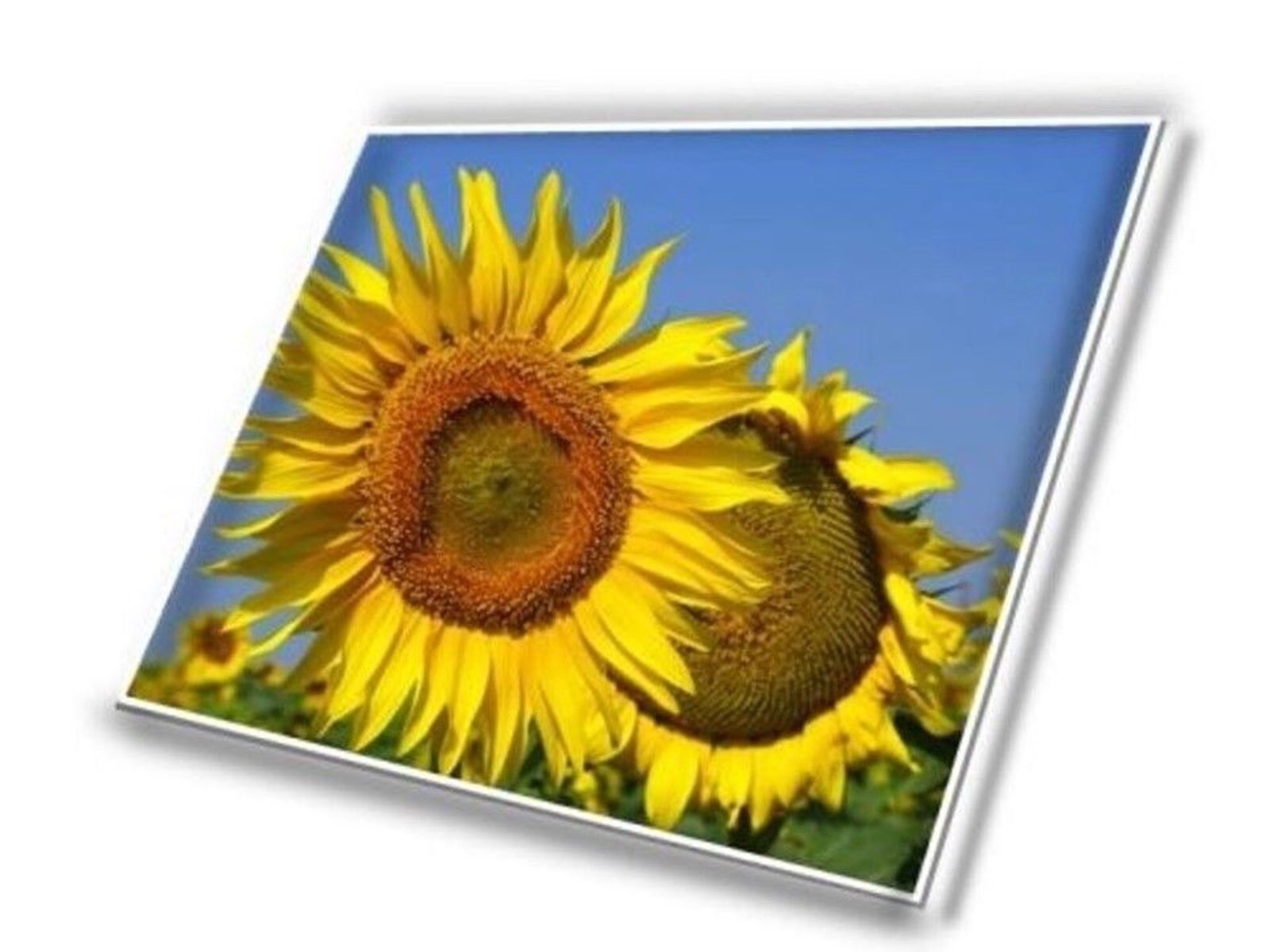 ASUS TUF Gaming A16 (2025)