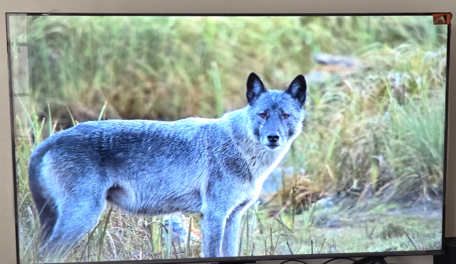 TCL C655 55″ QLED Smart TV